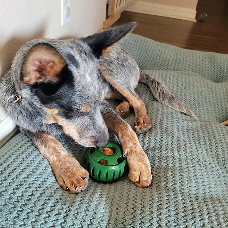 🐶 Hračka pro psy s dávkovačem pamlsků a formičkou s podnosem 🐕💕