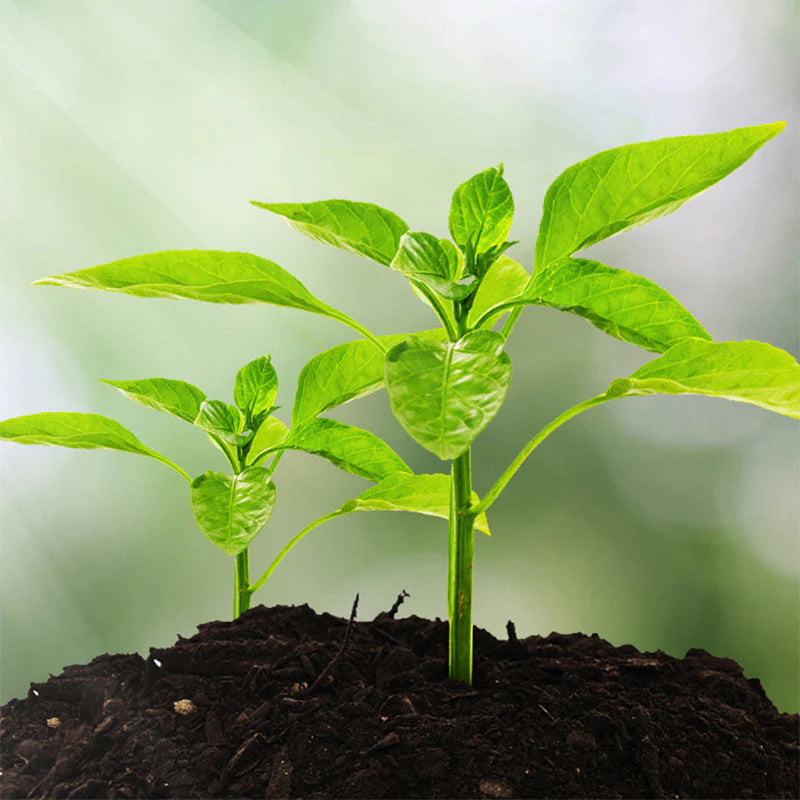 🌱 🔥 3 v 1 – analyzátor půdy s přehledným displejem 🌿